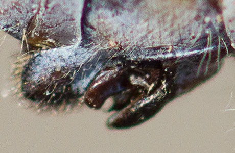 Orthetrum stemmale genitalia